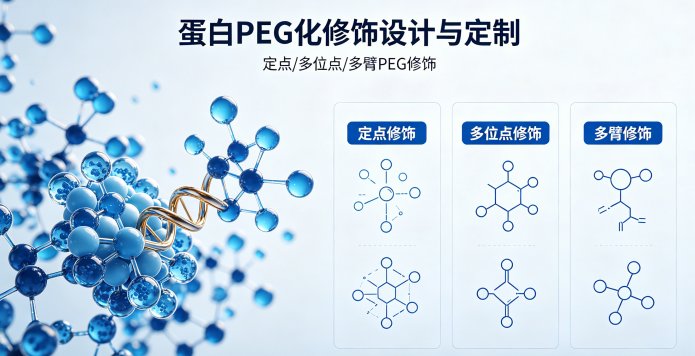 蛋白PEG化修饰方案开发与定制服务｜定点·多位点·多臂修饰