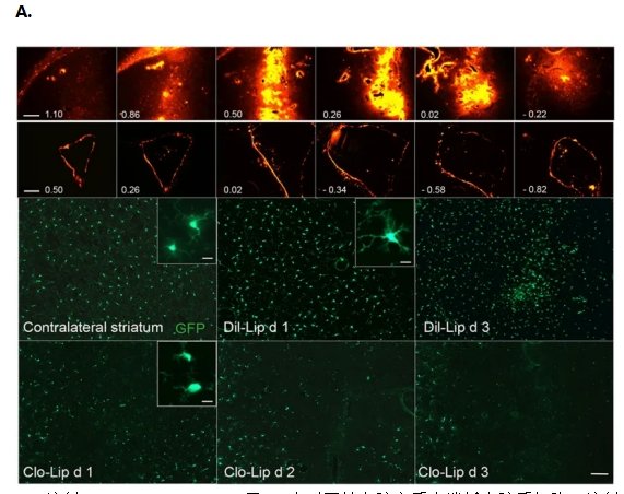 荧光标记多糖技术（Fluorescent Labeling of Polysaccharides）