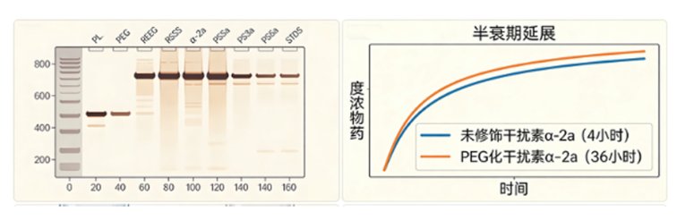 专业 PEG 修饰蛋白定制 | Sur-Release公司(上海)技术方案及应用案例