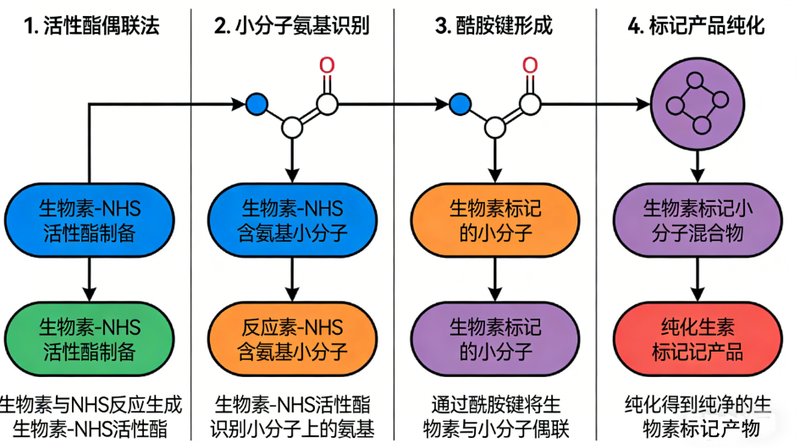 生物素标记小分子活性化合物定制合成服务手册-Sur-Release公司