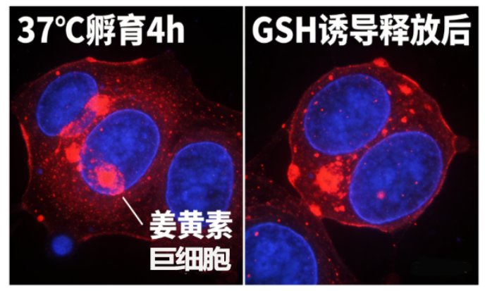 生物素标记小分子活性化合物定制合成服务手册-Sur-Release公司