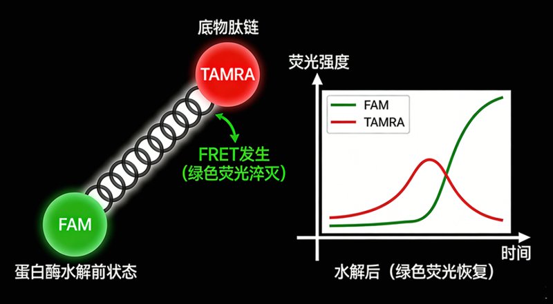 多种荧光标记酶的定制合成服务---Sur-Release公司