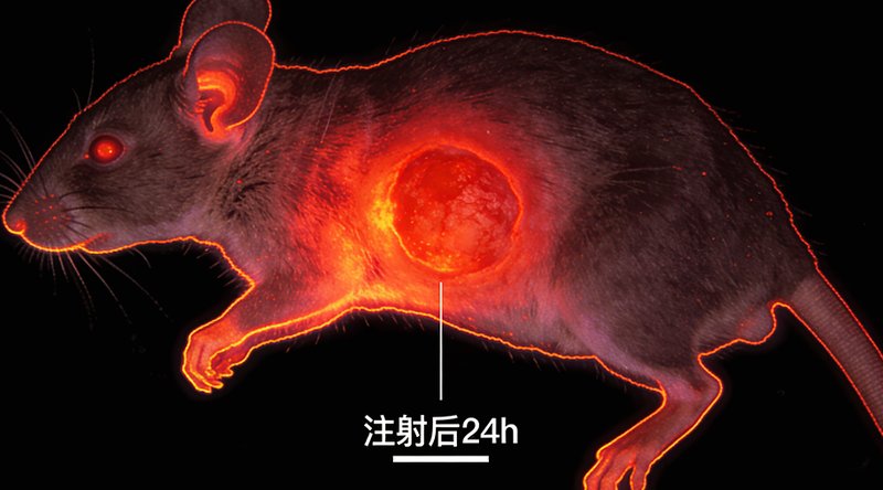 细胞膜包被纳米颗粒定制合成-Sur-Release公司