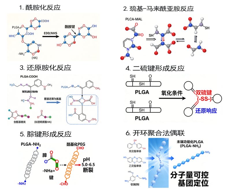 基于PLGA的功能偶联定制合成服务