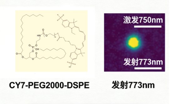 荧光标记磷脂定制：FITC/CY3/CY5/CY7/ICG多种荧光标记多种磷脂