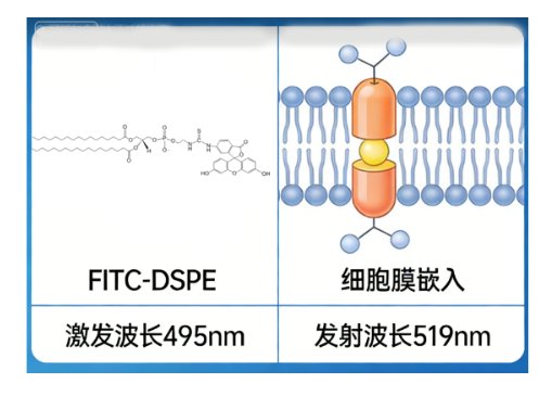 荧光标记磷脂定制：FITC/CY3/CY5/CY7/ICG多种荧光标记多种磷脂