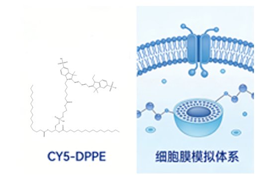 荧光标记磷脂定制：FITC/CY3/CY5/CY7/ICG多种荧光标记多种磷脂