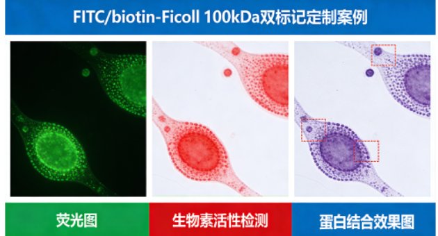 Ficoll/Polysucrose聚蔗糖的荧光标记服务 —— Sur-Release公司