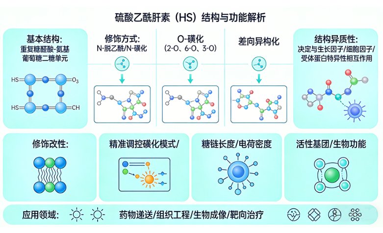 硫酸乙酰肝素（Heparan Sulfate, HS）的功能化定制改性
