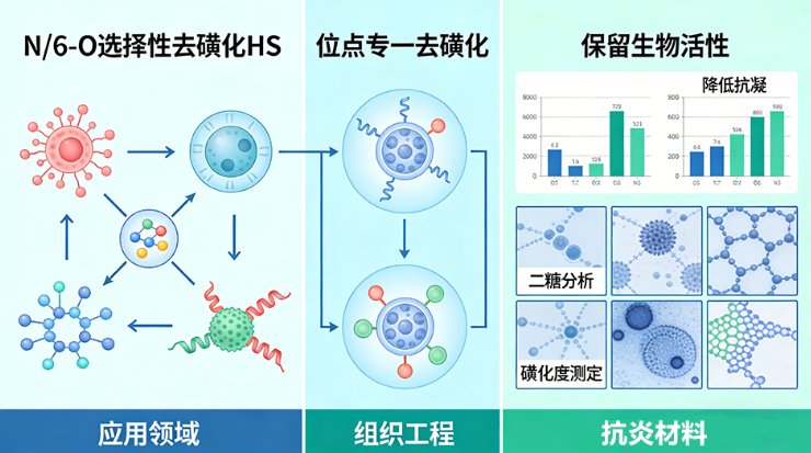 硫酸乙酰肝素（Heparan Sulfate, HS）的功能化定制改性