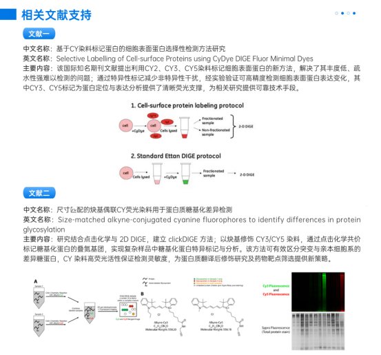 CY 系列荧光染料蛋白标记定制服务｜Sur-Release公司