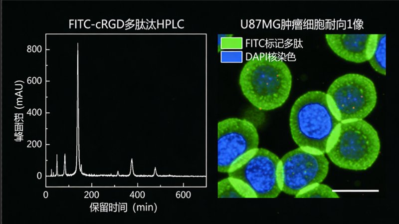 FITC荧光标记多肽定制核心服务——Sur-Release公司