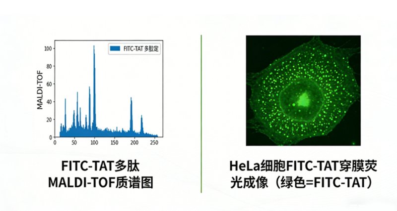 FITC荧光标记多肽定制核心服务——Sur-Release公司