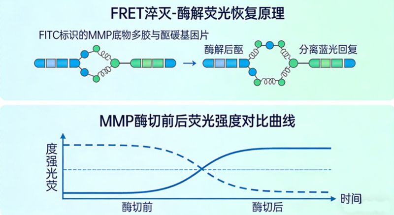 FITC荧光标记多肽定制核心服务——Sur-Release公司