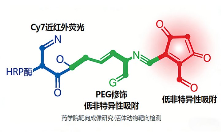 荧光标记辣根过氧化物酶（HRP-Fluorescent）定制服务丨Sur-Release公司