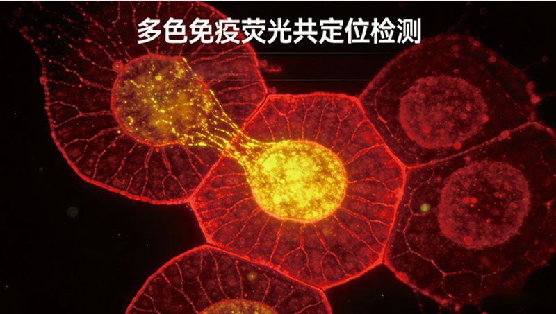 荧光标记蛋白指南：细胞研究中的“发光工具”