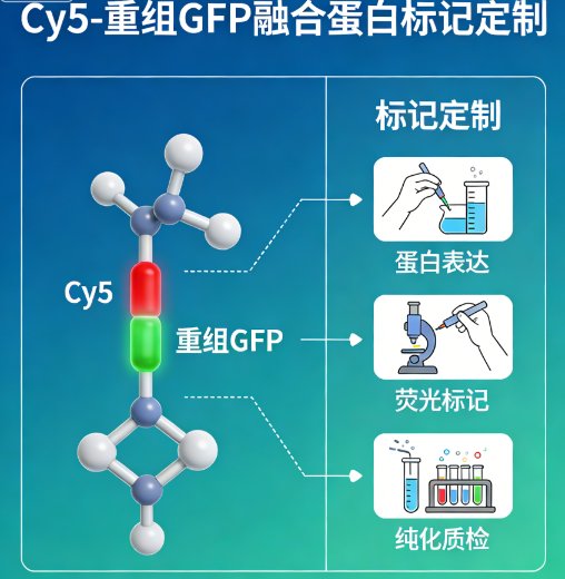 荧光染料（罗丹明/FITC/Cy系列）标记蛋白定制服务