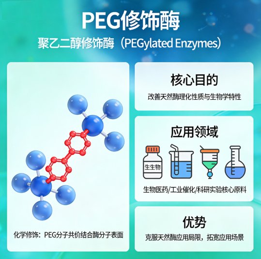 PEG修饰酶是什么?PEG化酶定制服务及应用详解