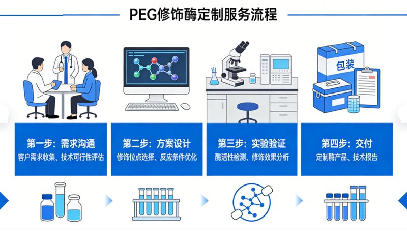PEG修饰酶是什么?PEG化酶定制服务及应用详解