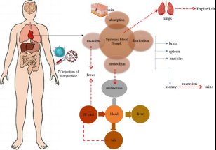 脂质体安全性评价+毒理研究一站式解决方案｜Sur-Release生物技术服务，赋能脂质体研发申报