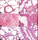 脂质体安全性评价+毒理研究一站式解决方案｜Sur-Release生物技术服务，赋能脂质体研发申报
