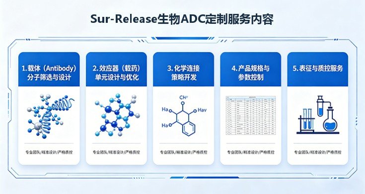 单克隆抗体偶联药物(ADC)定制合成 — Sur-Release生物技术服务
