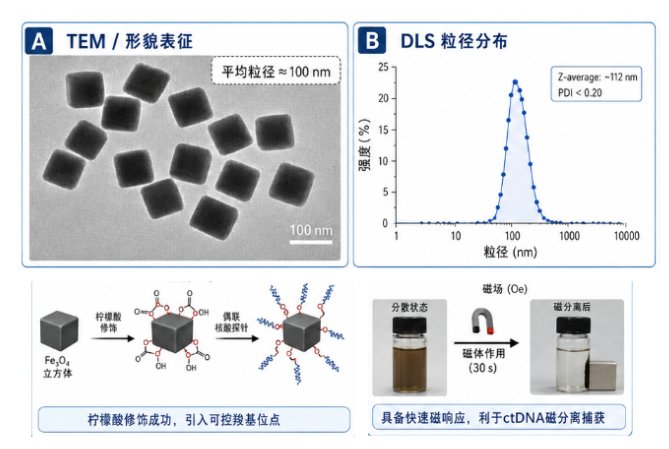 多形貌Fe₃O₄颗粒定制化制备:球形/棒状/立方体精准调控