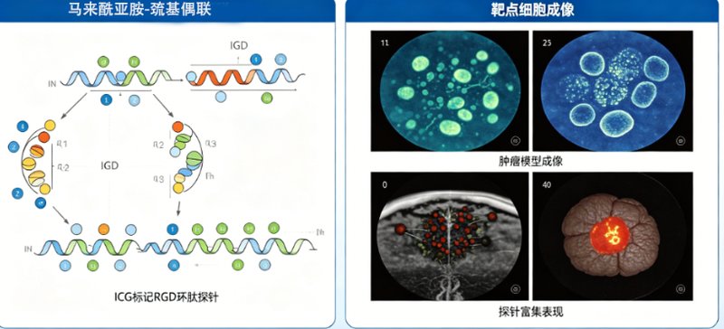 ICG吲哚菁绿荧光标记多肽——活体成像专属定制,Sur-Release生物技术服务