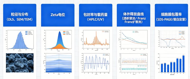 靶向载药微球定制化全链策略：包封率与缓释可调、靶向精准可控（Sur-Release生物技术服务