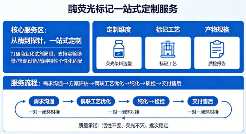专业酶荧光标记定制服务|助力科研检测与成像研究 —— Sur-Release生物技术服务