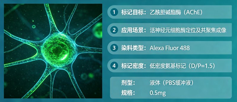 专业酶荧光标记定制服务|助力科研检测与成像研究 —— Sur-Release生物技术服务