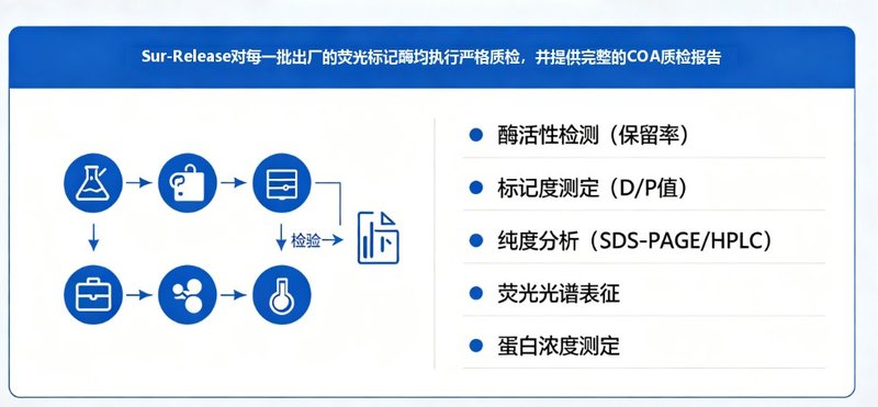 专业酶荧光标记定制服务|助力科研检测与成像研究 —— Sur-Release生物技术服务