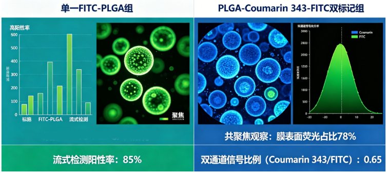荧光标记PLGA共聚物定制服务|支持FITC、香豆素修饰