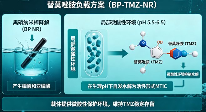 黑磷纳米棒负载替莫唑胺与依托泊苷(BP-TMZ/BP-Etoposide)定制开发:脑部病灶递送与缓释研究方案