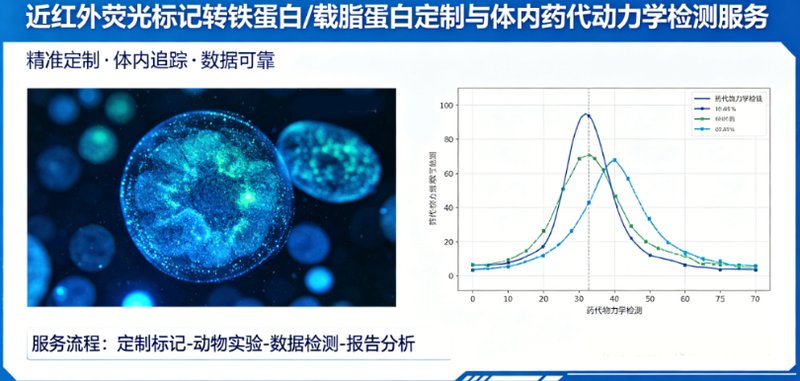 近红外荧光标记转铁蛋白/载脂蛋白定制与体内药代动力学检测服务