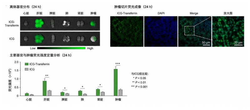 近红外荧光标记转铁蛋白/载脂蛋白定制与体内药代动力学检测服务