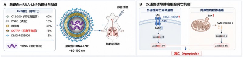 LNP全能递送载体：Sur-Release生物技术服务、药物与蛋白定制化服务