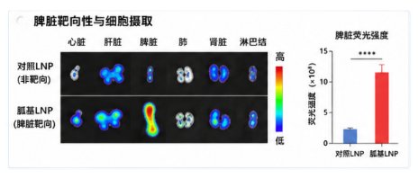 LNP全能递送载体：Sur-Release生物技术服务、药物与蛋白定制化服务