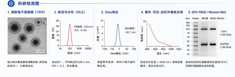 肿瘤细胞膜/红细胞膜修饰BPQDs定制开发