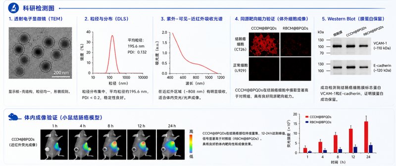 肿瘤细胞膜/红细胞膜修饰BPQDs定制开发