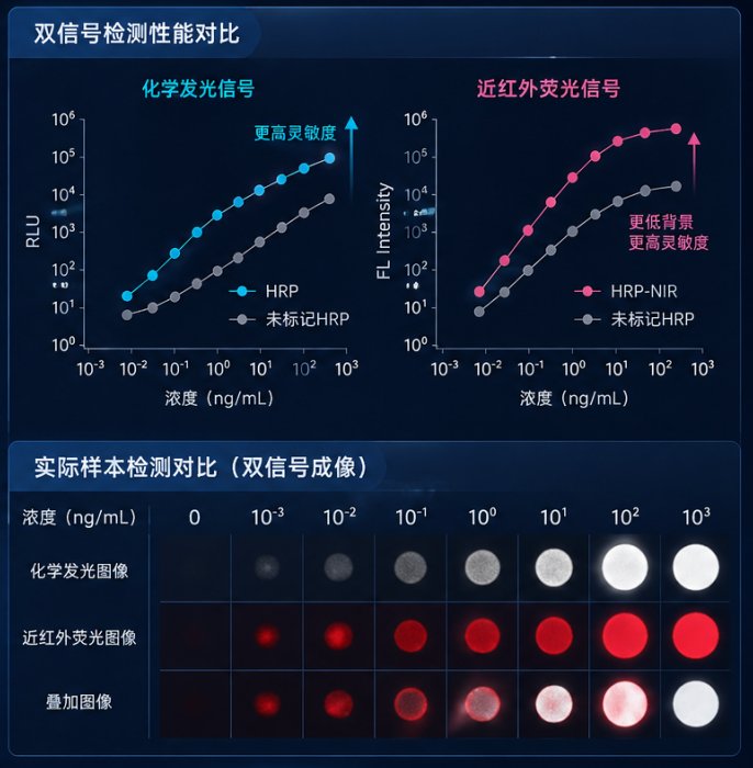 IR近红外荧光标记蛋白定制：穿透深层组织，让活体成像不再有盲区