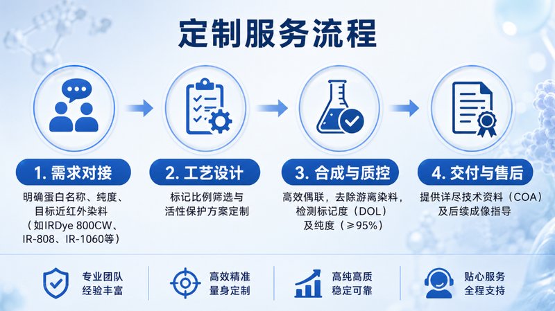 IR近红外荧光标记蛋白定制：穿透深层组织，让活体成像不再有盲区