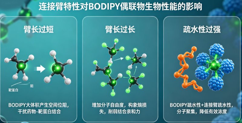 BODIPY荧光标记小分子靶向药中间体的定制合成与修饰