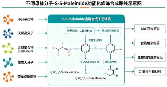 多种分子-S-S-Maleimide定制合成技术——氧化还原响应型生物偶联体系构建方案