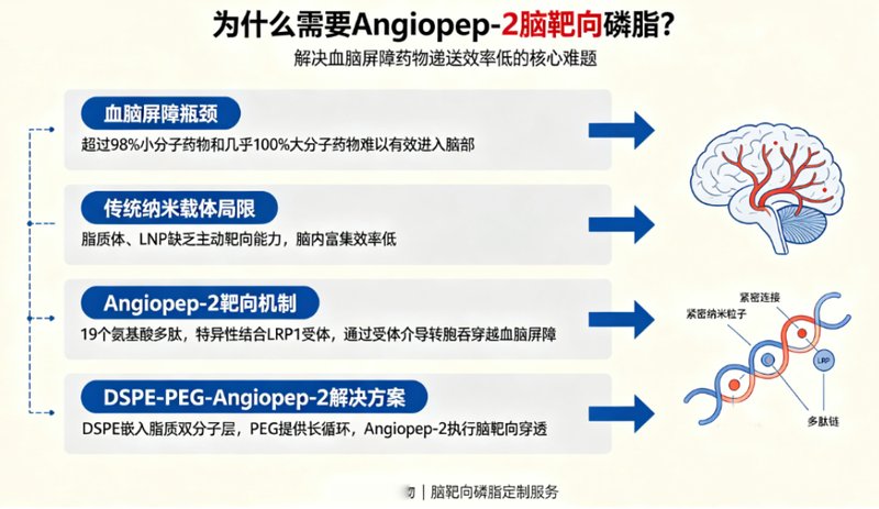 脑靶向DSPE-PEG-Angiopep-2定制合成｜助力纳米药物精准递送