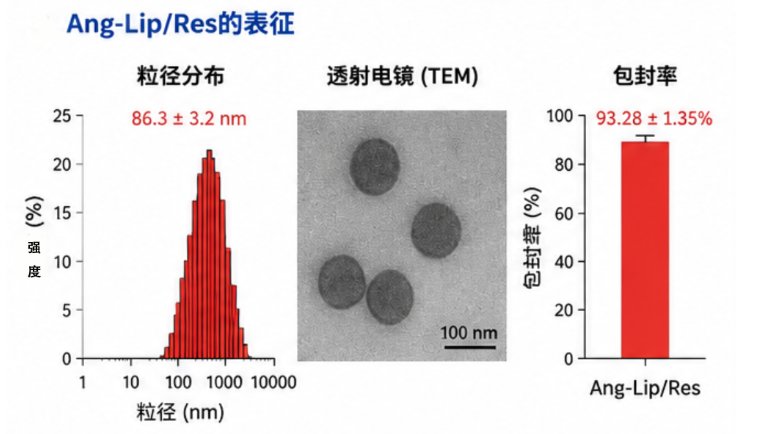 脑靶向DSPE-PEG-Angiopep-2定制合成｜助力纳米药物精准递送
