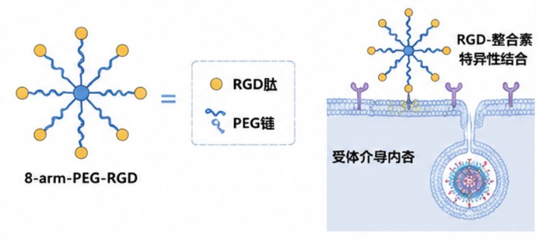 PEG修饰细胞穿膜肽(CPP)定制合成|提升纳米载体细胞摄取与内吞逃逸