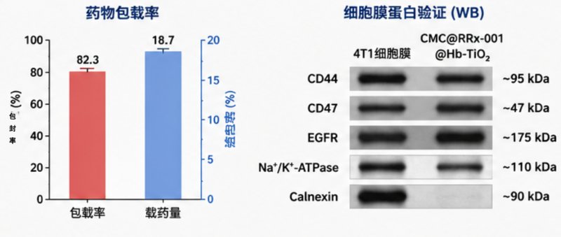 介孔/核壳TiO₂纳米结构定制｜满足光催化与功能材料研发需求