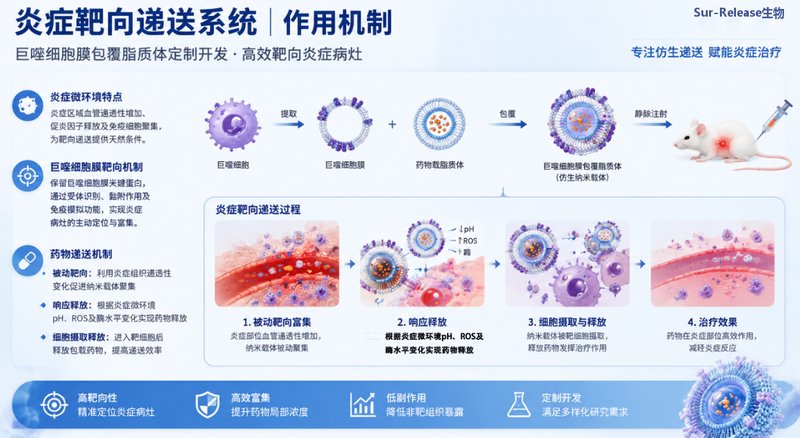 巨噬细胞膜包覆纳米脂质体定制|助力炎症微环境靶向递送研究