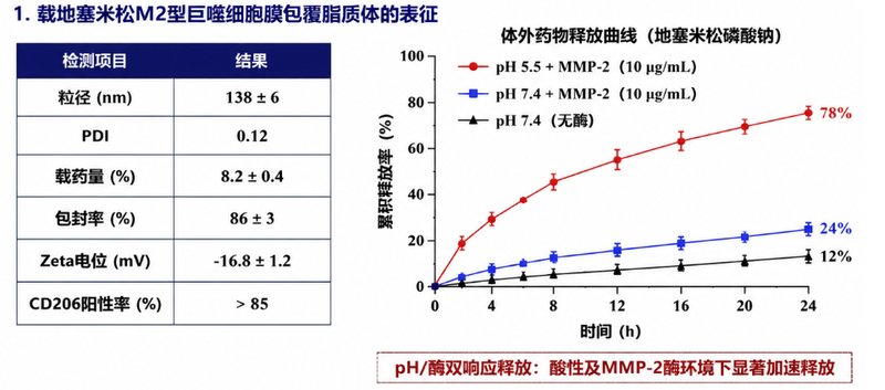 巨噬细胞膜包覆纳米脂质体定制|助力炎症微环境靶向递送研究